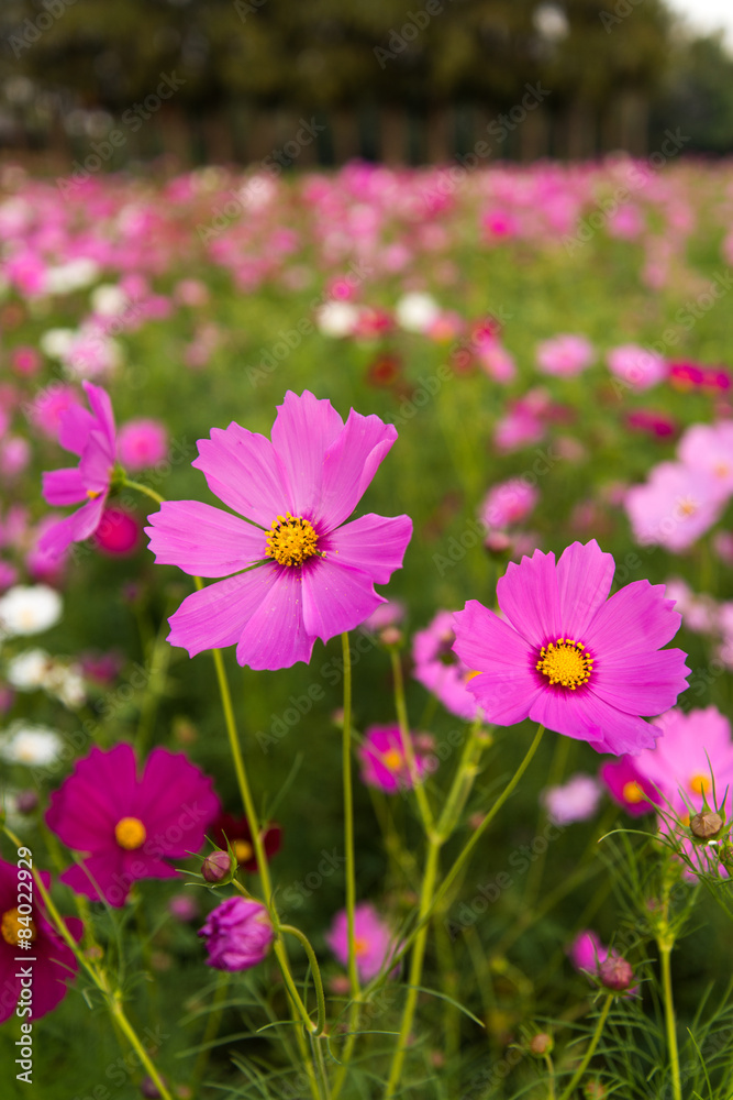 Cosmos flowers in purple, white, pink and red, is beautiful suns Cosmos flowers in purple, white, pink and red, is beautiful suns