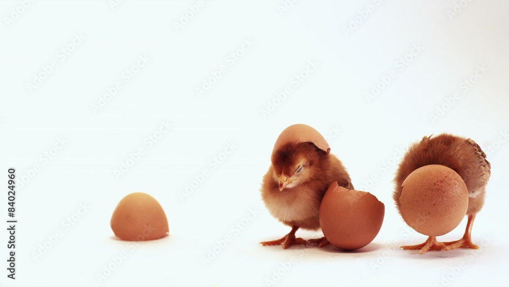 Baby Chicks with eggshells on heads