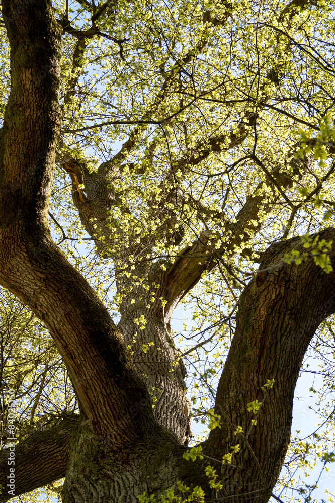 Fototapeta premium Oak Tree