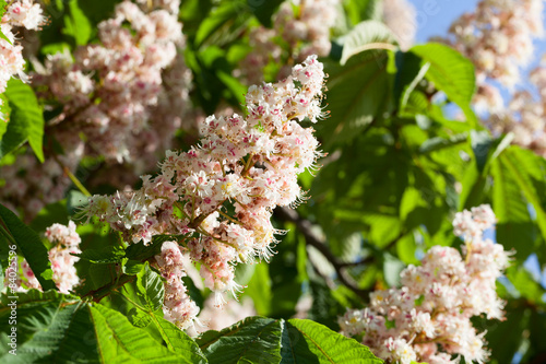 Fototapeta Naklejka Na Ścianę i Meble -  Flowering branches of chestnut