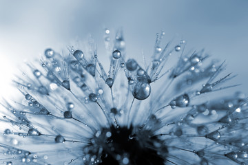 dewy dandelion flower close up