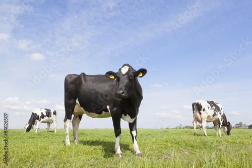 Fototapeta Naklejka Na Ścianę i Meble -  black and white cows in meadow in the netherlands with blue sky