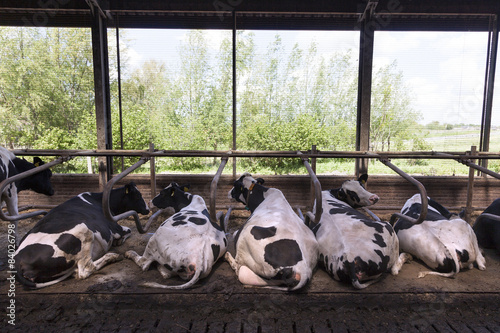 black and white cows lie in stable with green background photo