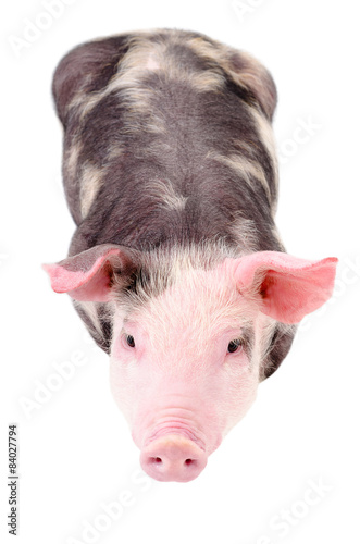 Little cute piggy, top view, isolated on white background
