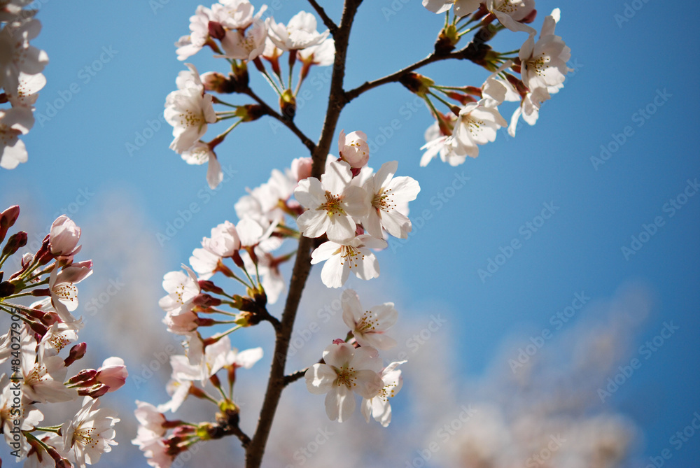 Cherry blossom sakura flower Cherry blossom sakura flower