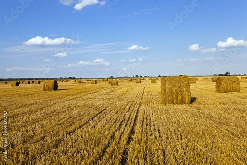 agricultural field 