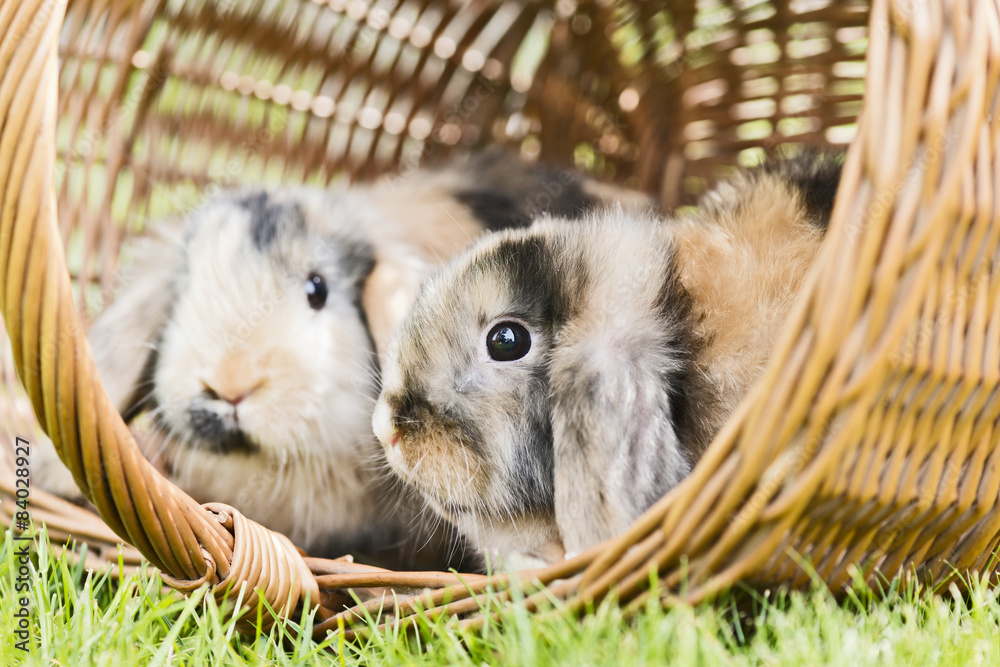 Fototapeta premium Kaninchen im Garten