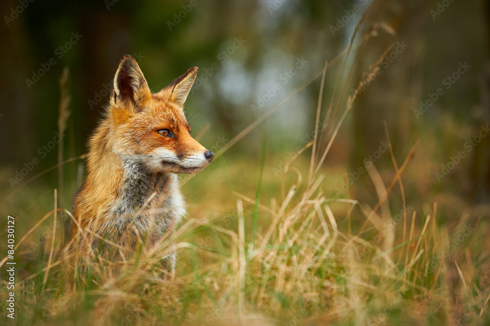 Fototapeta premium Wild Red Fox in grass