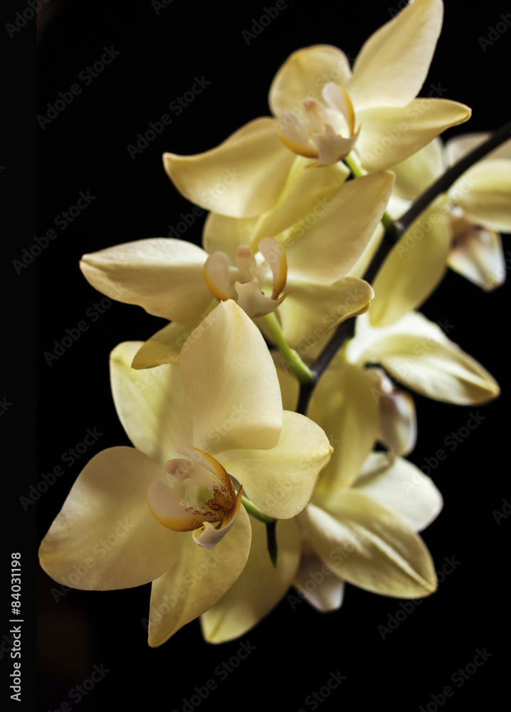 yellow orchid flowers yellow orchid flowers
