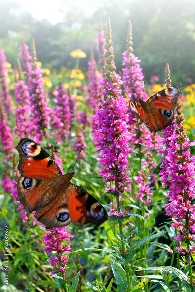 Obraz premium Butterfly on a meadow