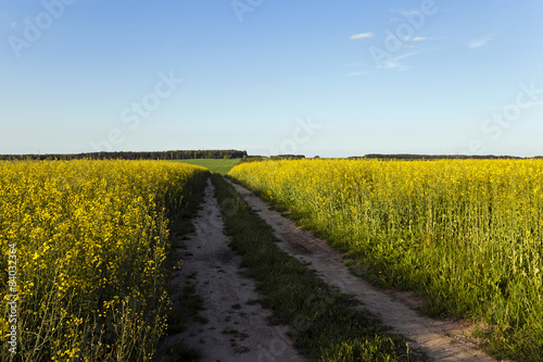 Fototapeta Naklejka Na Ścianę i Meble -  the road to a field  