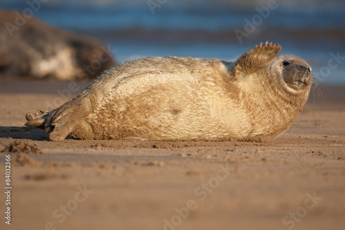 Fotografie Cucciolo di Foca, Donna Nook, Gran Bretagna