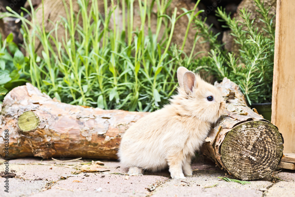Obraz premium Kaninchen im Garten