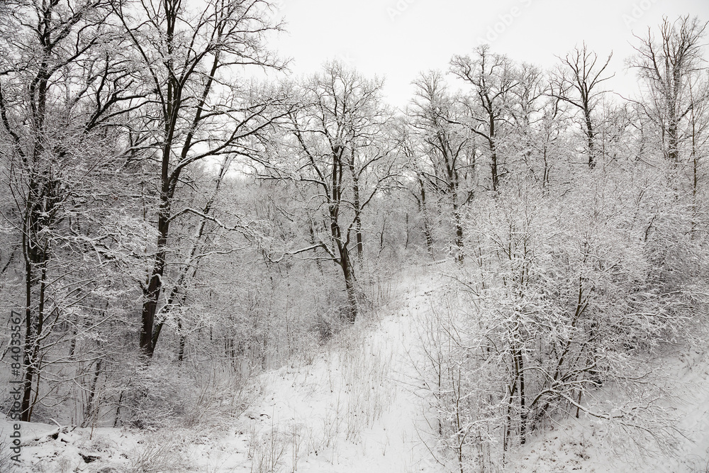 Obraz premium trees in the winter