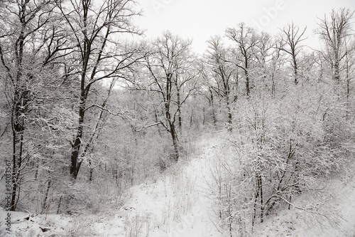 trees in the winter 