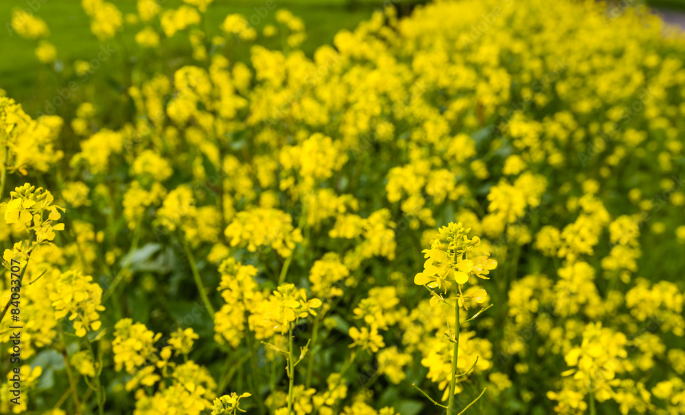 Yellow flowering rapeseed in the verge of a country road Yellow flowering rapeseed in the verge of a country road