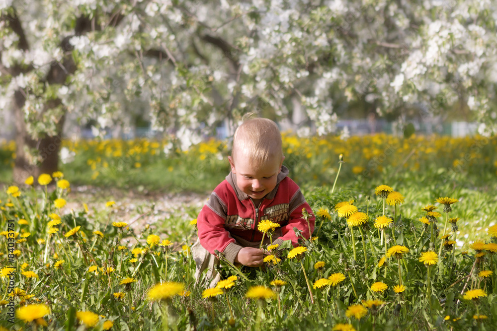 dandelion