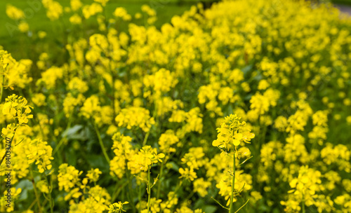 Yellow flowering rapeseed in the verge of a country road