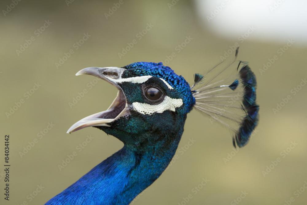 Naklejka premium Peacock screams