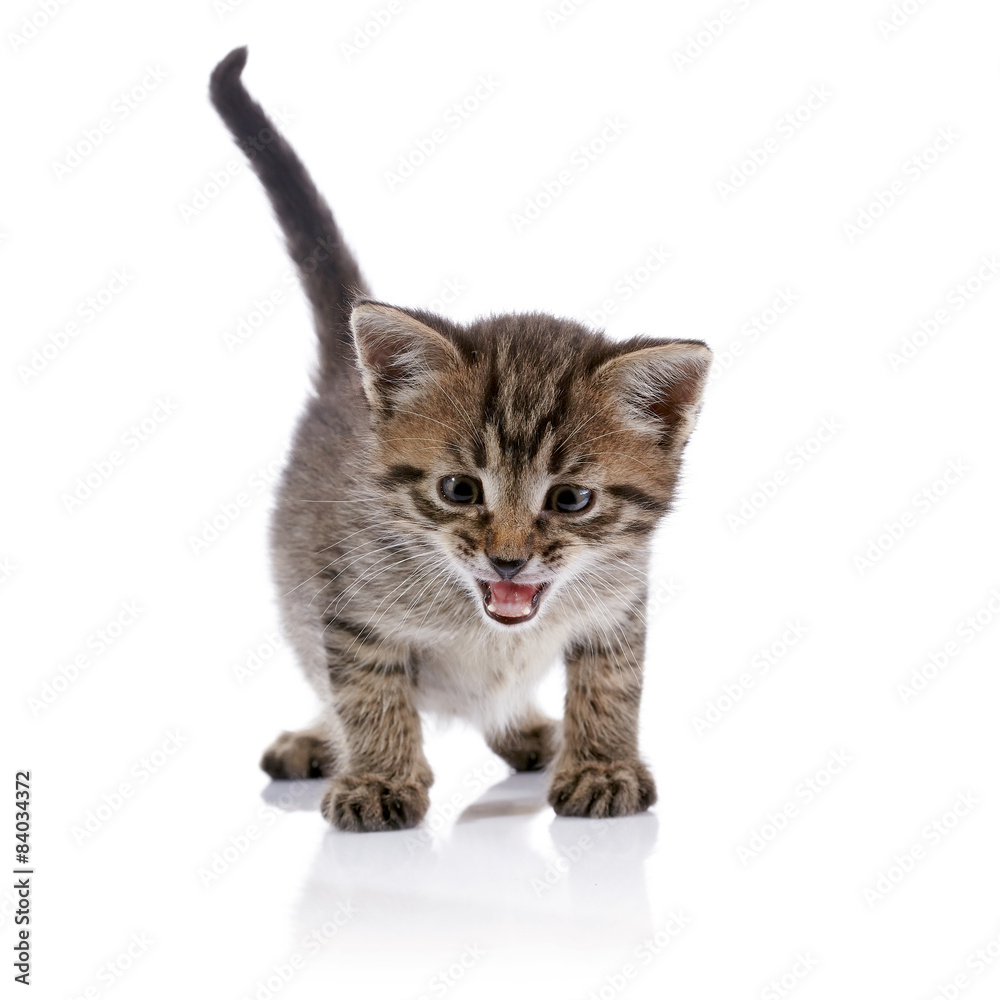 Fototapeta premium Striped amusing mewing kitten.