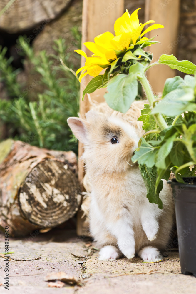 Kaninchen im Garten Stock Photo Adobe Stock