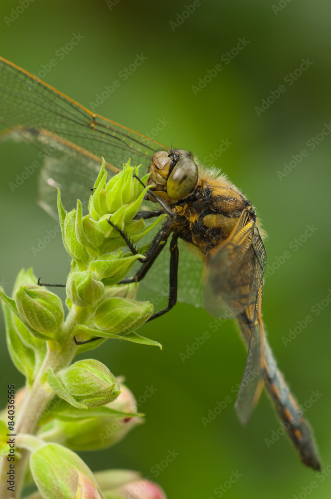 Dragonfly Dragonfly
