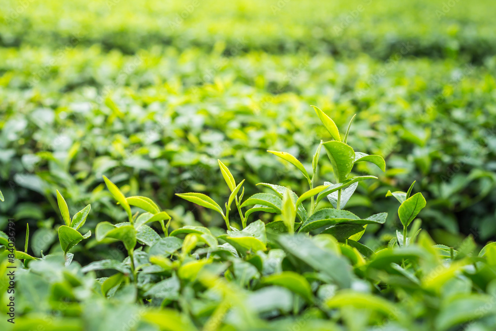 tea plantation close up background after the rain tea plantation close up background after the rain