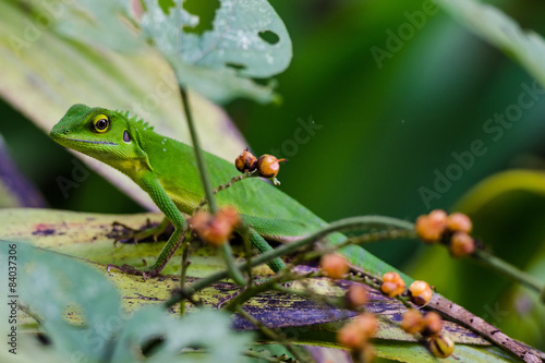 Chameleon in green bushes - Green chameleon on the branch with shallow DOF.