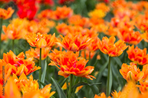 bright colorful flowers tulips for background, posters, cards © sytnik