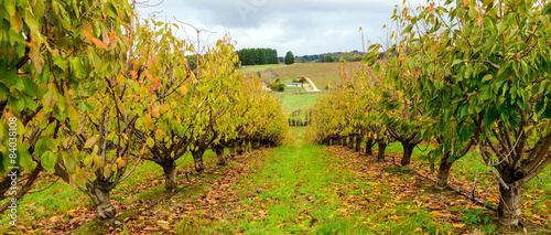 Autumn trees in the orchard, South Australia