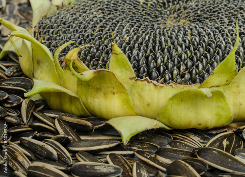 sunflower seeds. photo