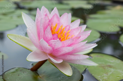 Closeup of pink waterlily in a pond, pink lotus