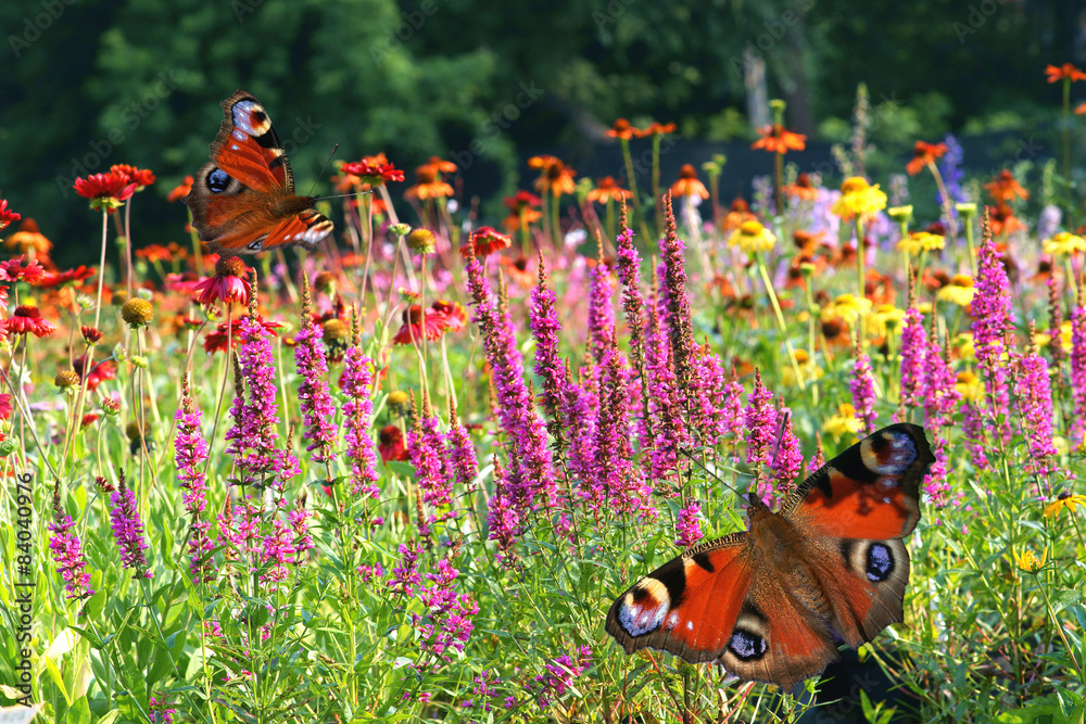 Fototapeta premium Butterfly on a meadow