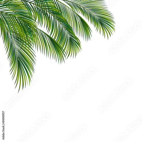 Palm tree foliage isolated on white background