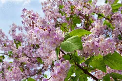 Chinesischer Blauglockenbaum - Paulownia Tomentosa
