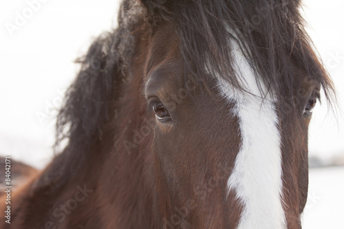 Close up profile of a horse  eye contact