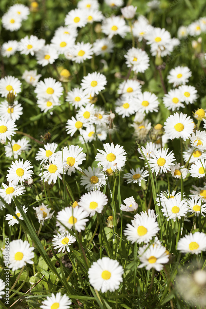Daisy Daisy