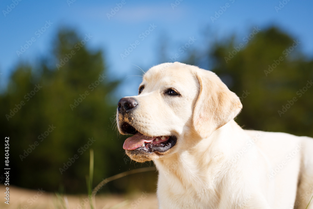 labrador retriever dog