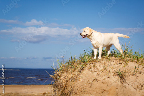 Fototapeta Naklejka Na Ścianę i Meble -  labrador retriever dog