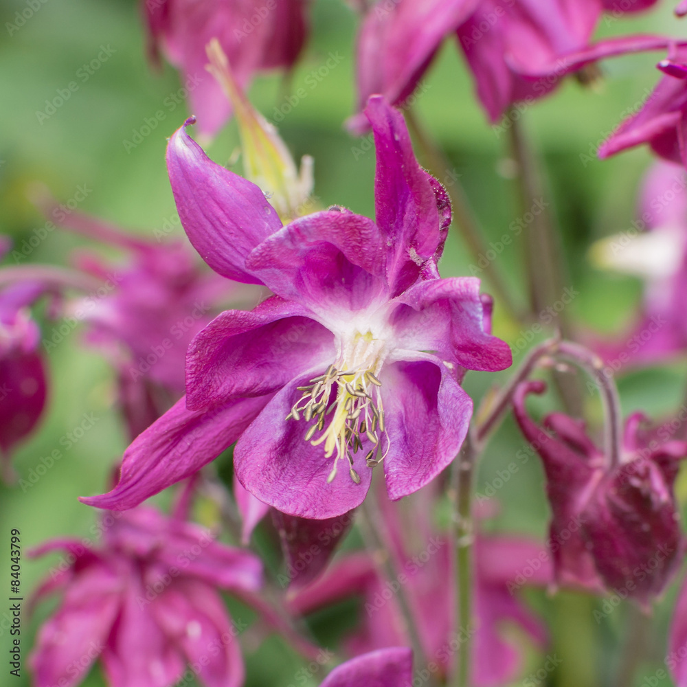 aquilegia