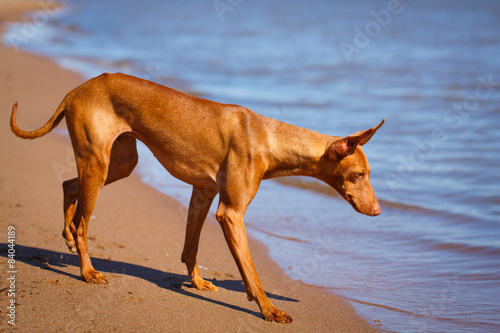 Cirneco dell'Etna dog