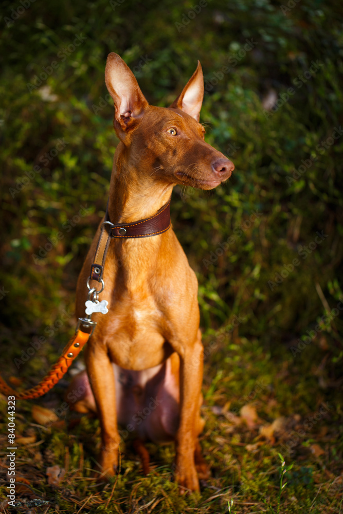 Cirneco dell'Etna dog