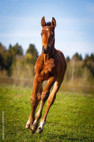 red foal