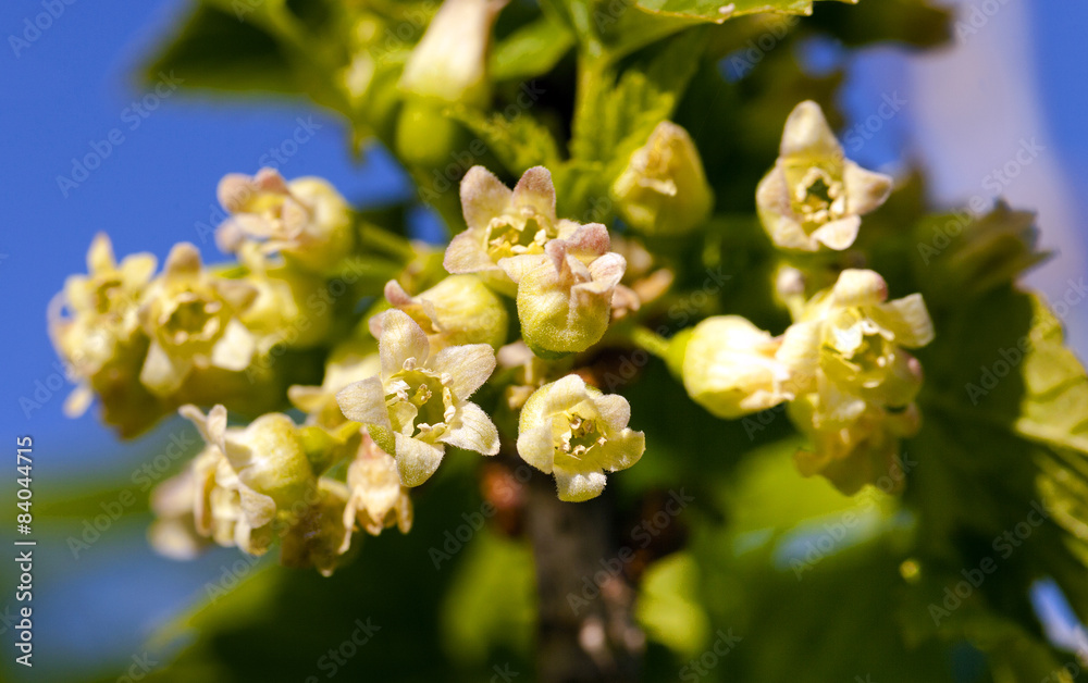 blossoming of blackcurrant blossoming of blackcurrant