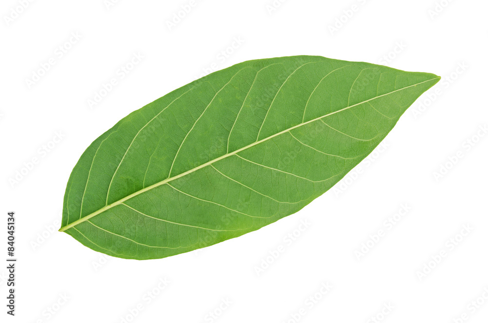 Obraz premium Green leaf isolated on white