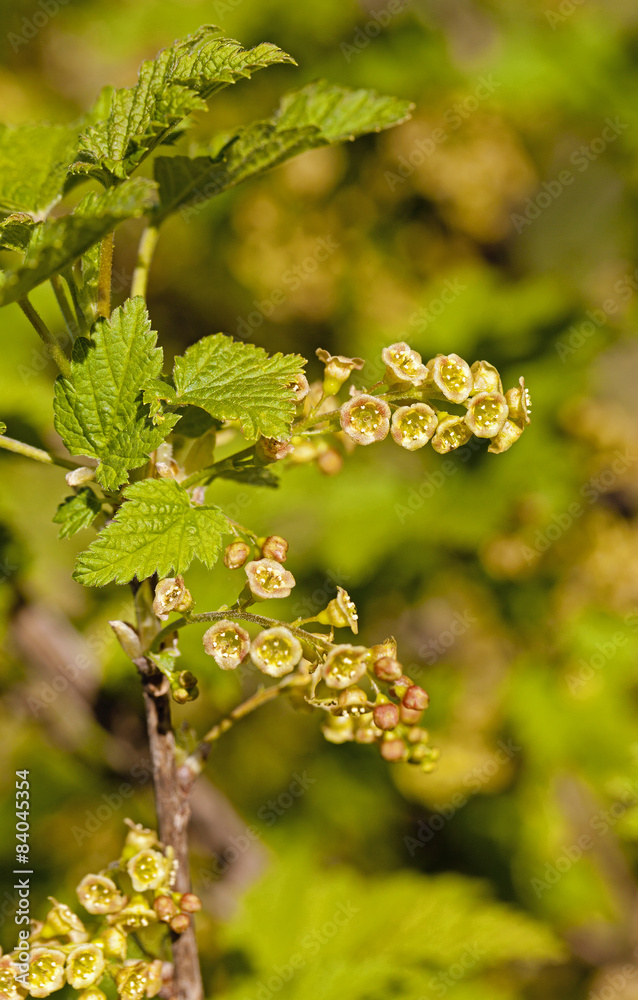 blossoming of blackcurrant blossoming of blackcurrant