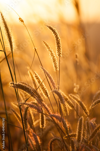 Foxtails grass under sunshine ,close-up selective focus