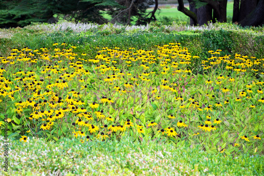 Obraz premium wild yellow dandelion flowers