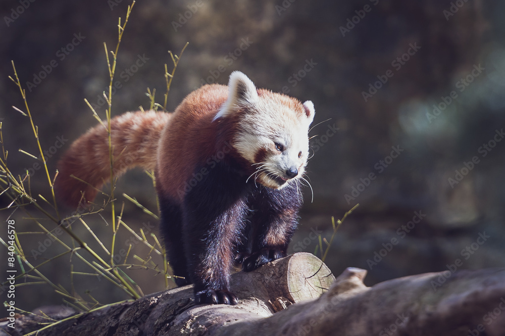 Fototapeta premium Panda roux