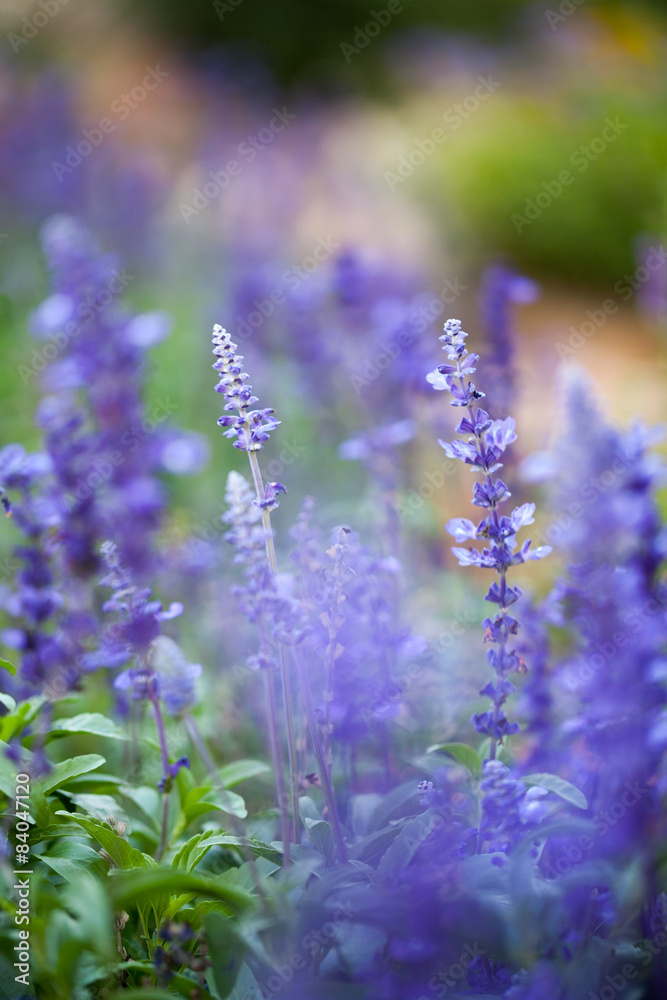 Fototapeta premium lavender flowers